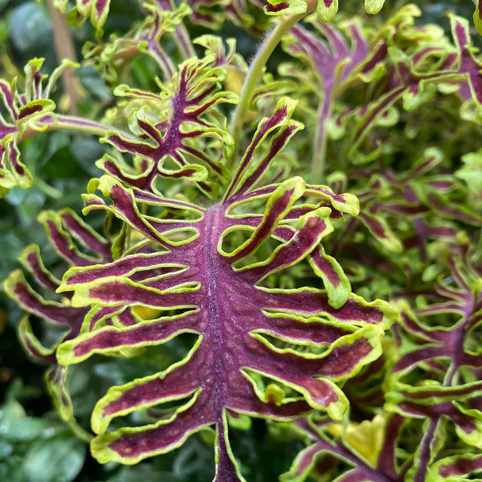 Coleus 'Skeletal'