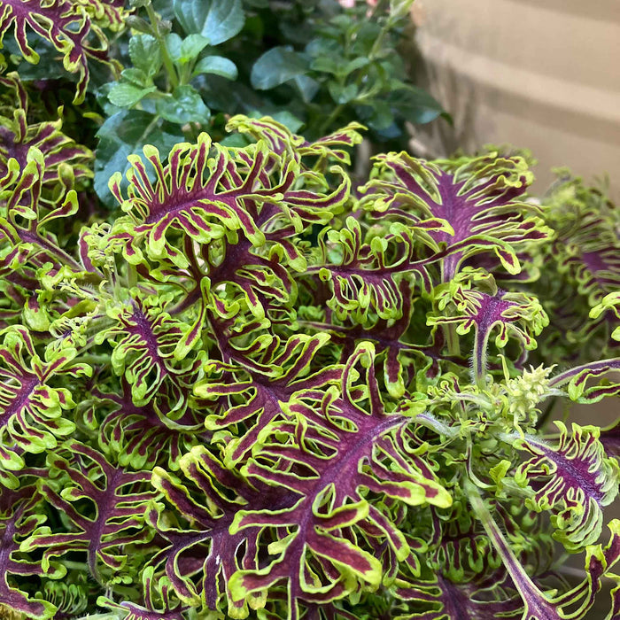 Coleus 'Skeletal'
