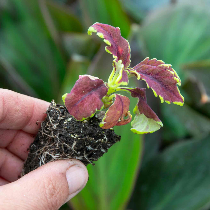 Coleus 'Skeletal'