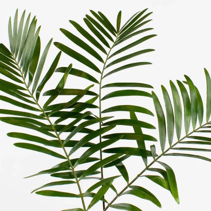 Coontie Greenery Stem