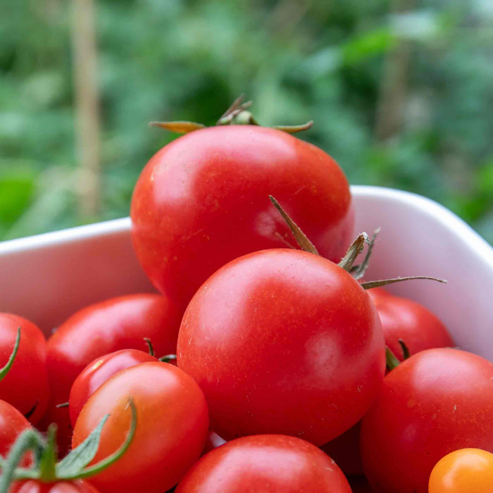 A bowl filled with medium-sized, deep red salad tomatoes with green foliage in the background.