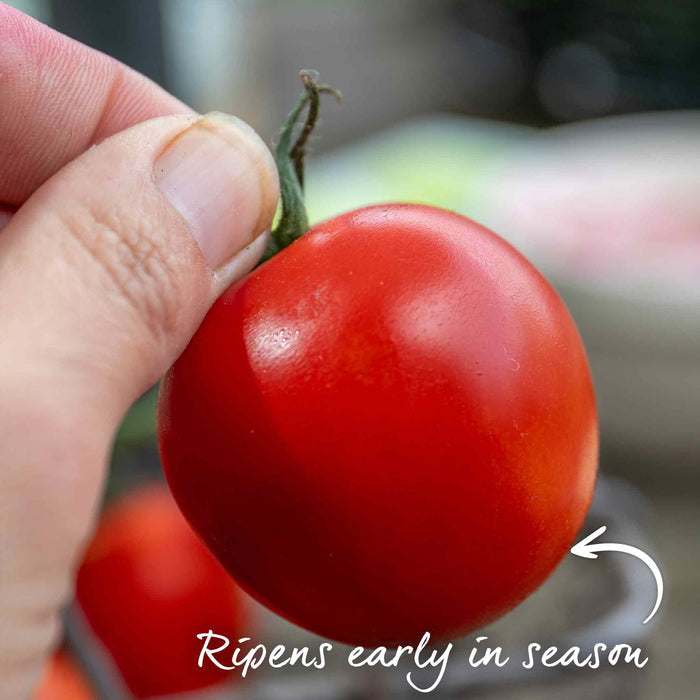 Cordon Tomato 'Ailsa Craig'