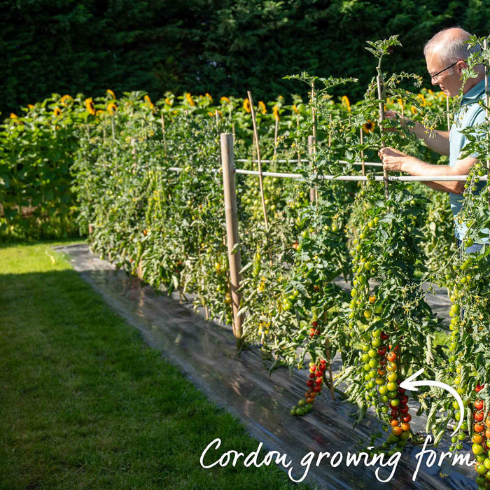 Cordon Tomato 'Ailsa Craig'