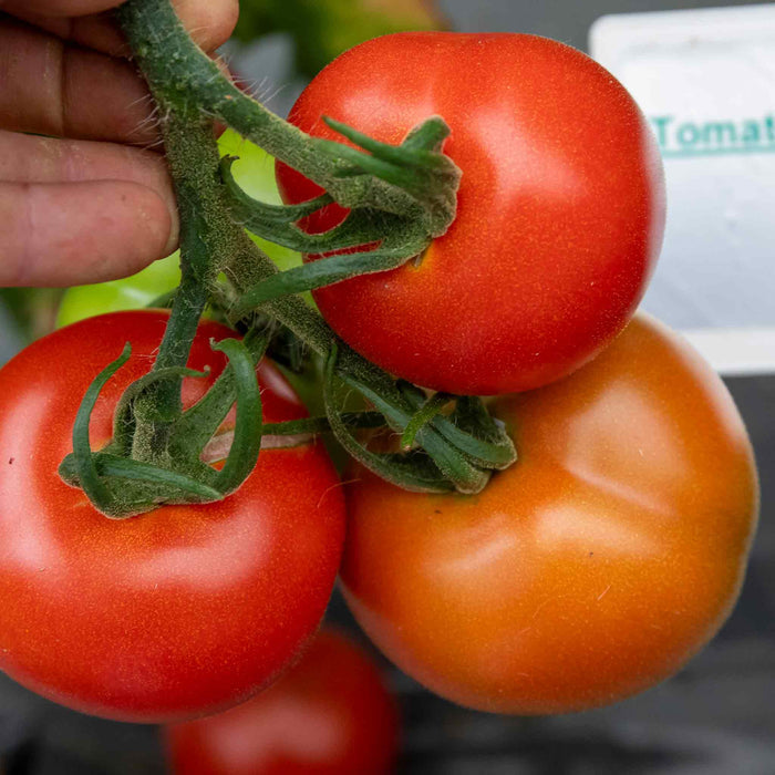 Cordon Tomato 'Alicante'