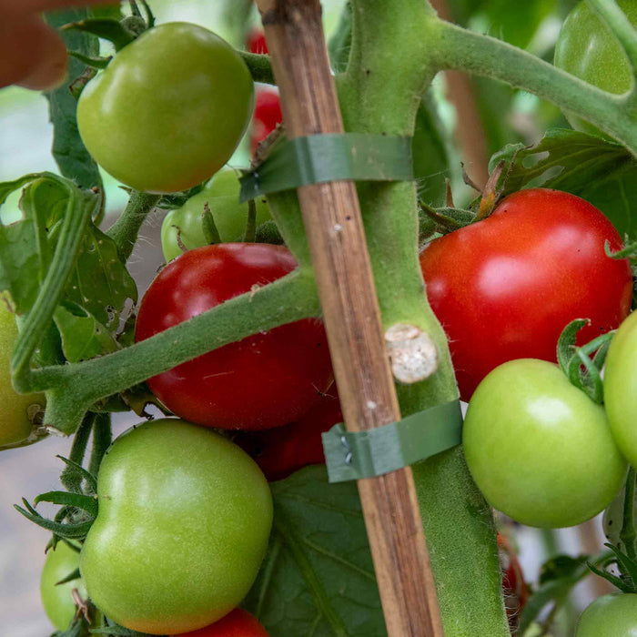 Cordon Tomato 'Alicante'