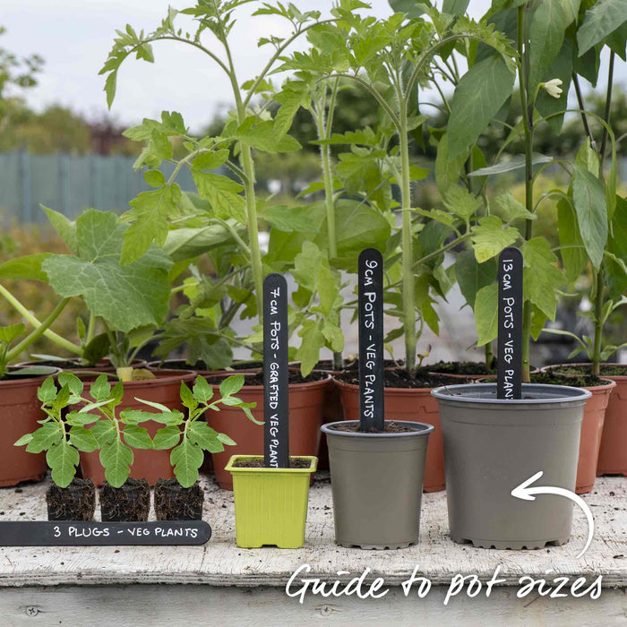 Cordon Tomato 'Alicante'