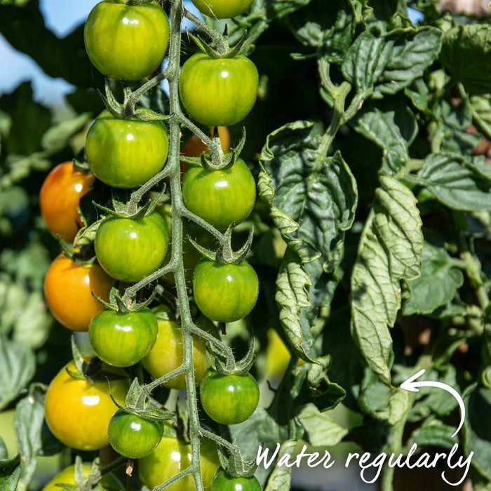 Cordon Tomato 'Alicante'