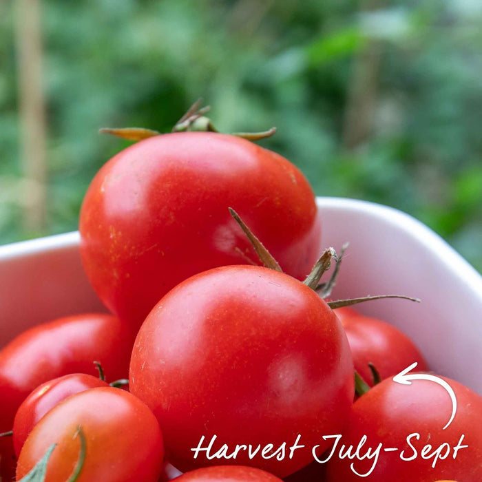 Cordon Tomato 'Alicante'