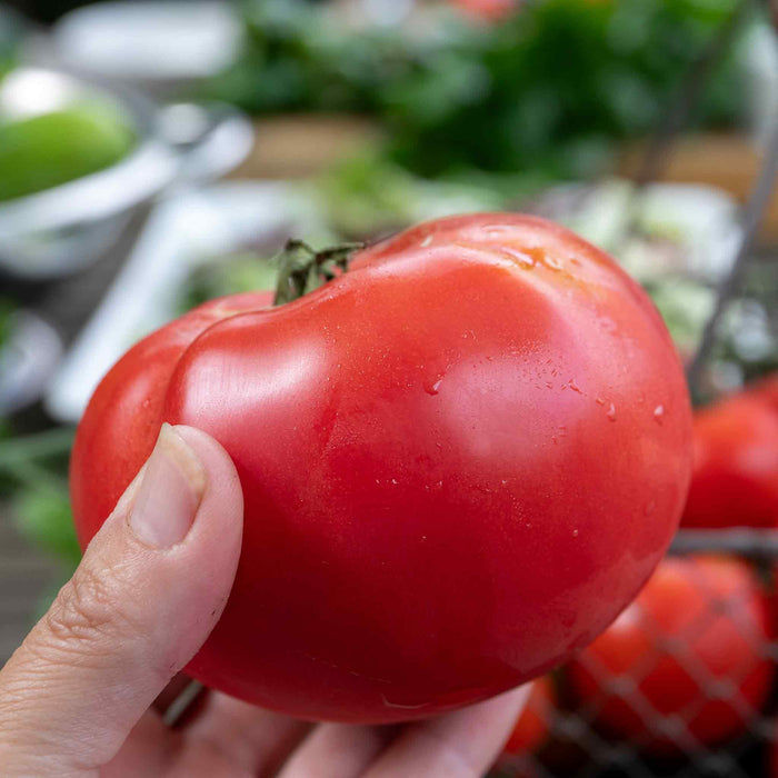 Cordon Tomato 'Big Daddy'