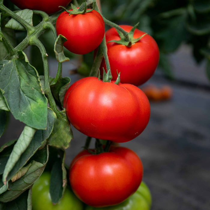 Cordon Tomato 'Big Daddy'