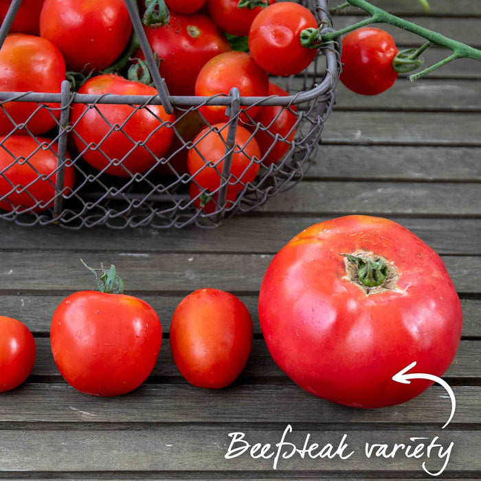 Cordon Tomato 'Big Daddy'