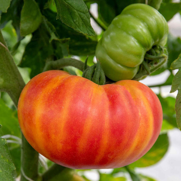 Cordon Tomato 'Buffalosun'