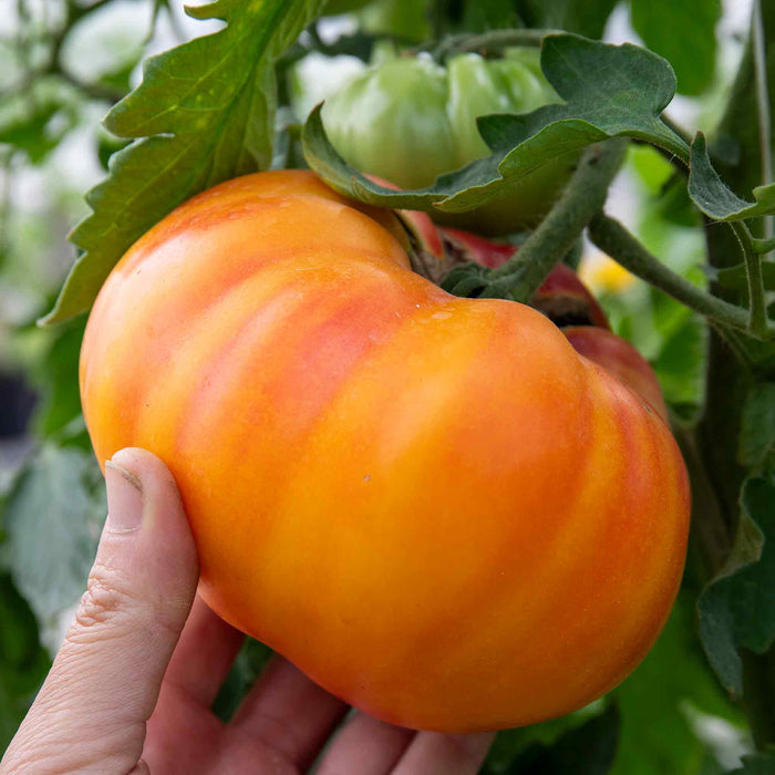 Cordon Tomato 'Buffalosun'