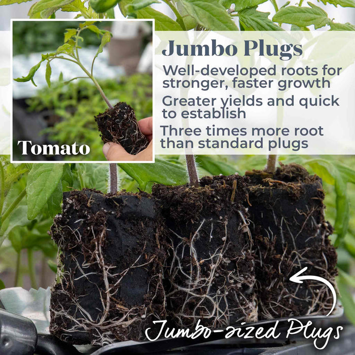 Cordon Tomato 'Buffalosun'