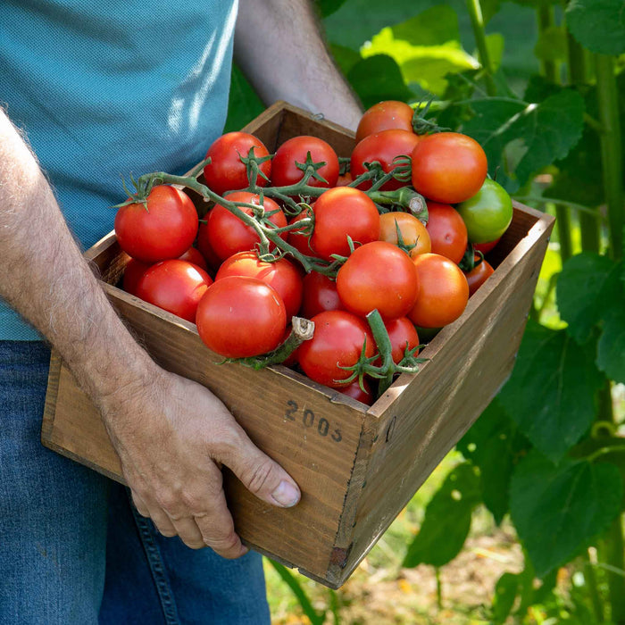 Cordon Tomato 'Paoline'