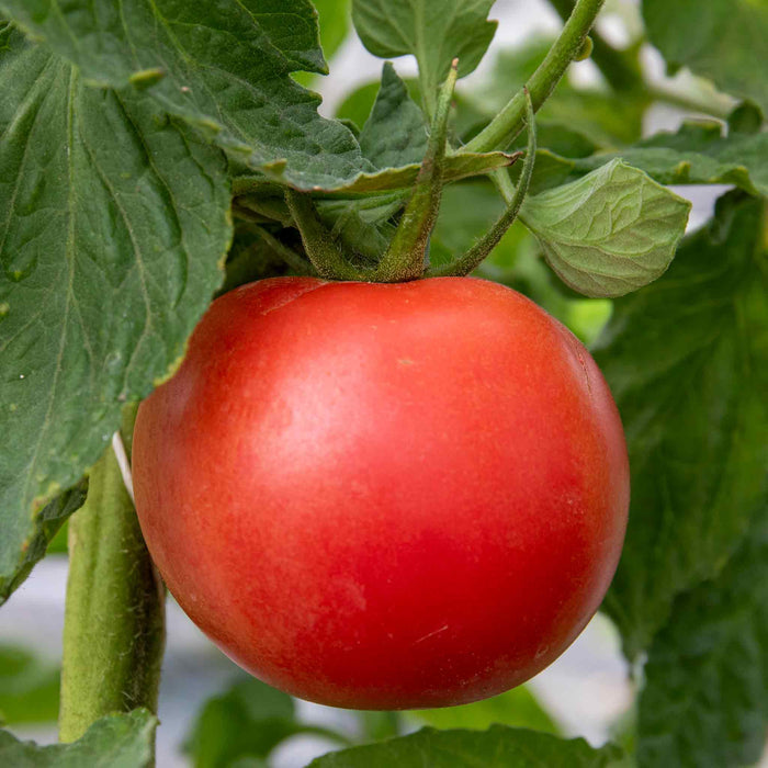 Cordon Tomato 'Paoline'