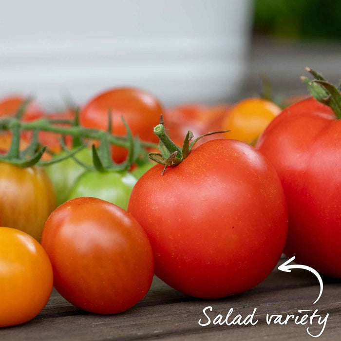 Cordon Tomato 'Paoline'