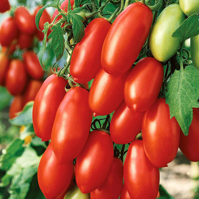 Cordon Tomato 'San Marzano'