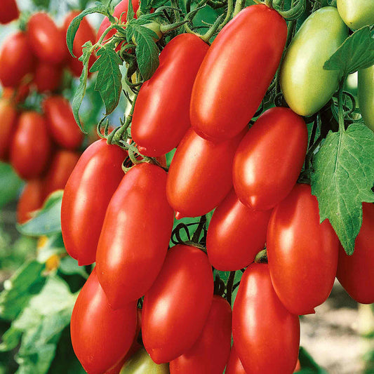 Cordon Tomato 'San Marzano'