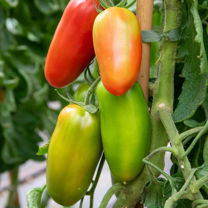 Cordon Tomato 'San Marzano'