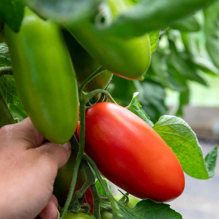Cordon Tomato 'San Marzano'