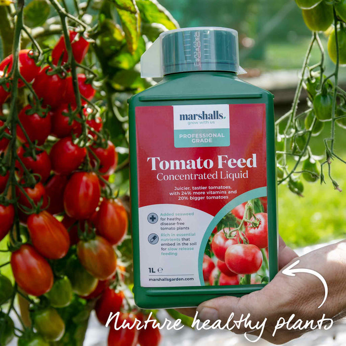 Cordon Tomato 'San Marzano'