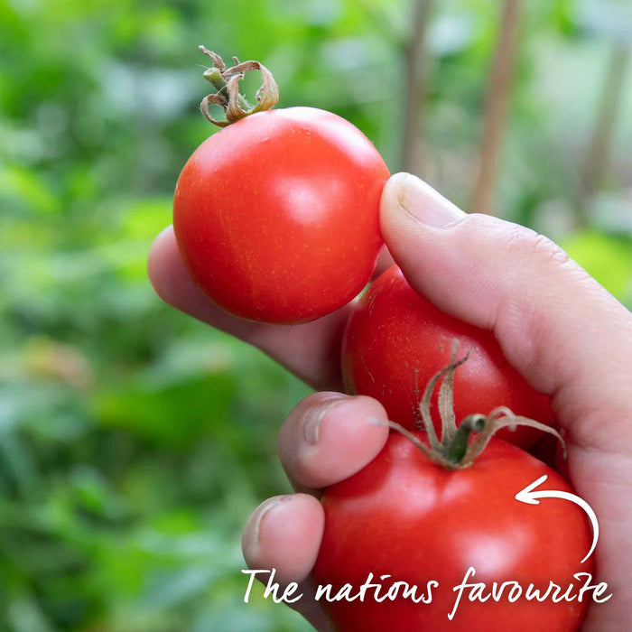 Cordon Tomato 'Shirley'