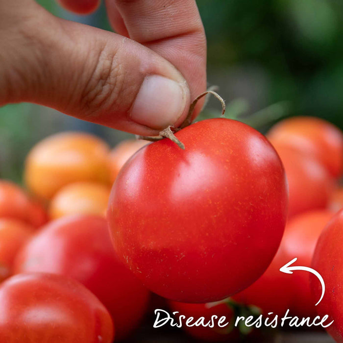 Cordon Tomato 'Shirley'