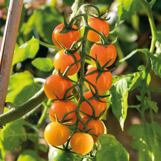 Cordon Tomato 'Sungold'