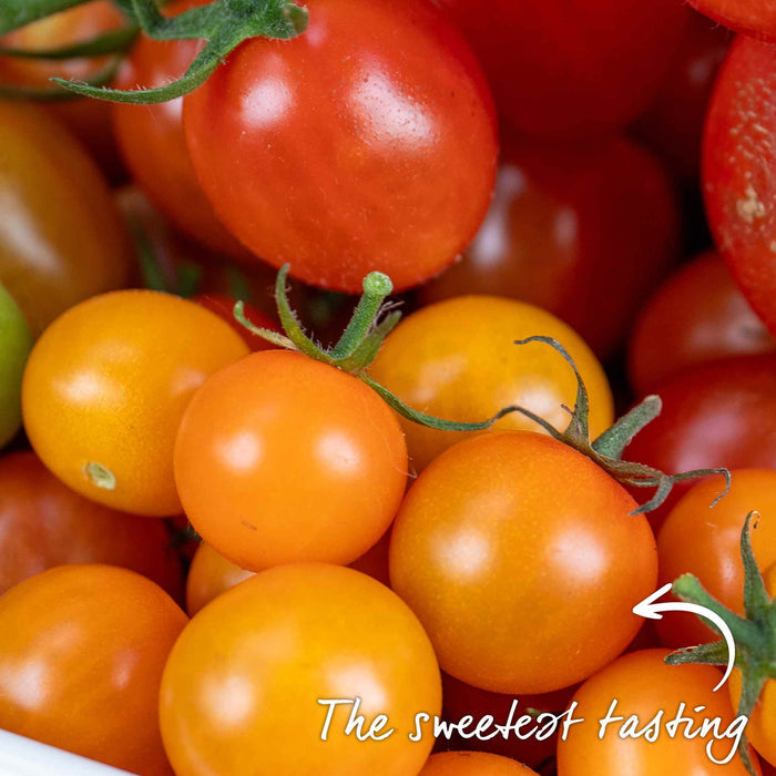 Cordon Tomato 'Sungold'