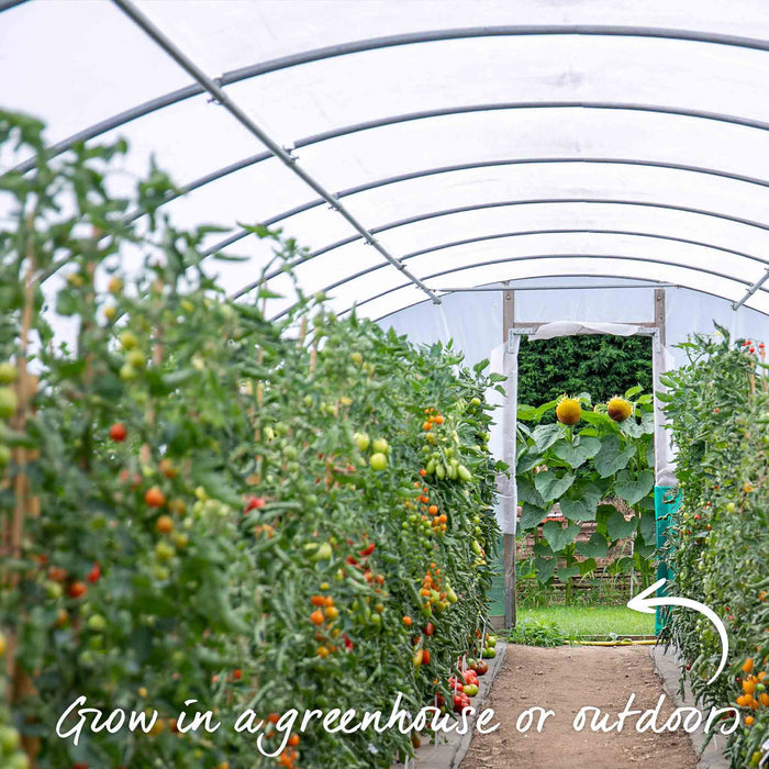 Cordon Tomato 'Sungold'
