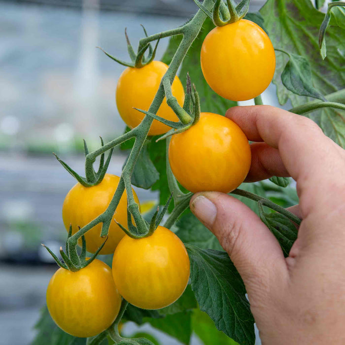 Cordon Tomato 'Yellow Mimi'