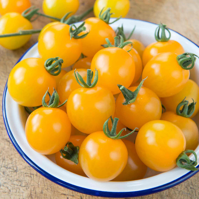 Cordon Tomato 'Yellow Mimi'