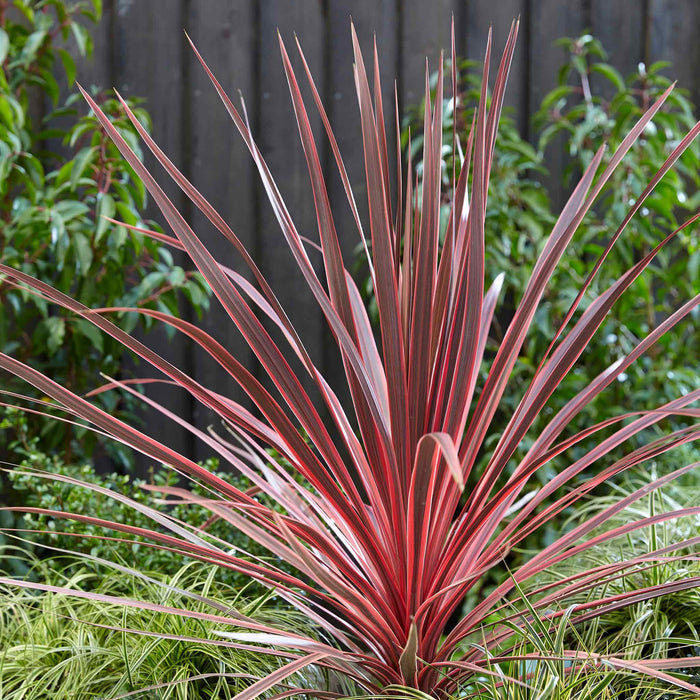 Cordyline 'Charlie Boy'