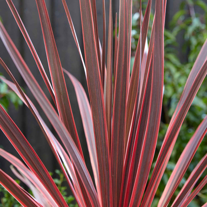 Cordyline 'Charlie Boy'