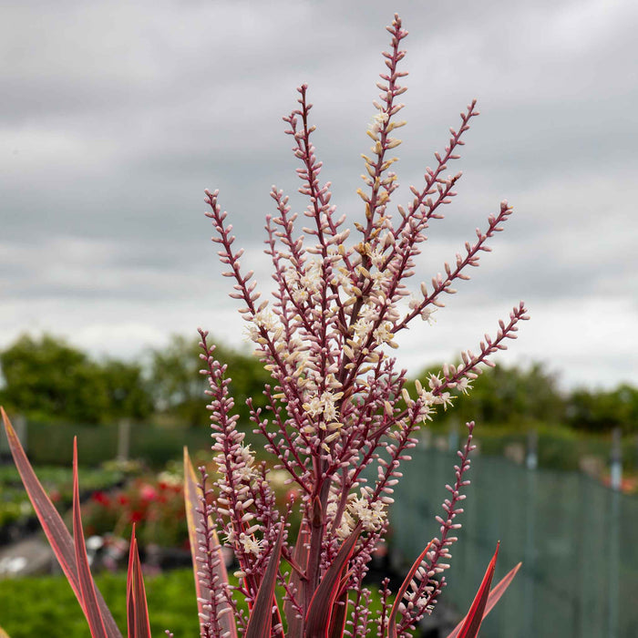 Cordyline 'Charlie Boy'