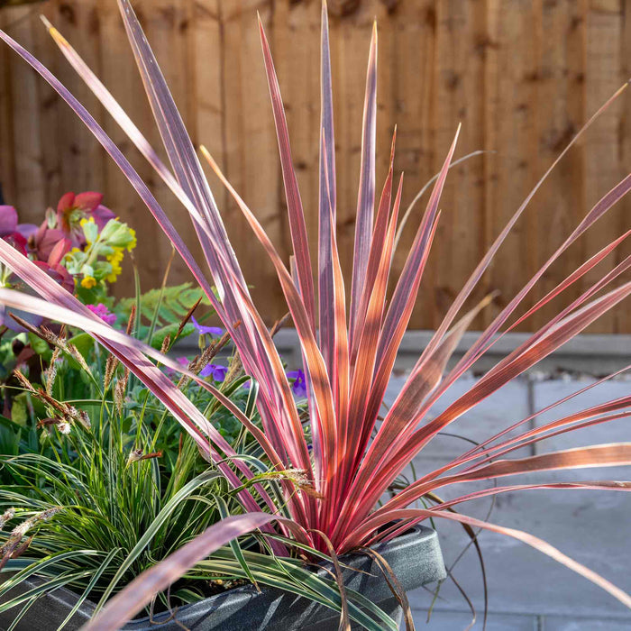 Cordyline 'Charlie Boy'