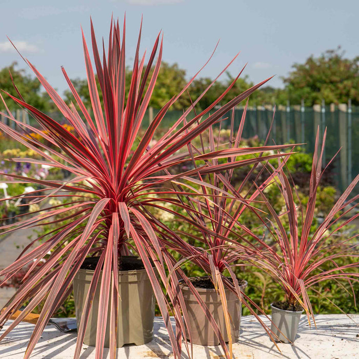Cordyline 'Charlie Boy'