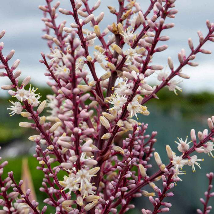 Cordyline 'Charlie Boy'