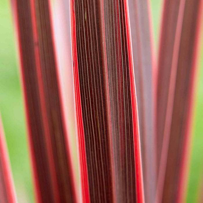 Cordyline 'Charlie Boy'
