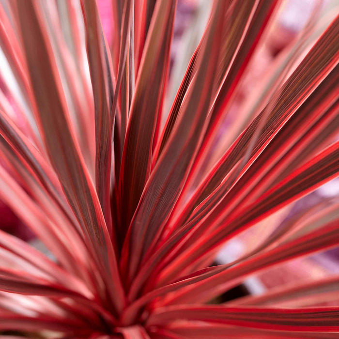 Cordyline 'Charlie Boy'