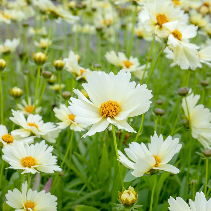 Coreopsis 'Uptick Cream'
