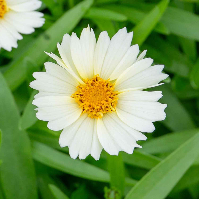 Coreopsis 'Uptick Cream'