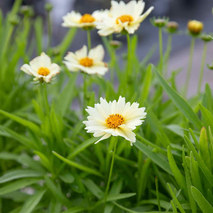 Coreopsis 'Uptick Cream'