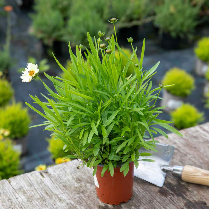 Coreopsis 'Uptick Cream'