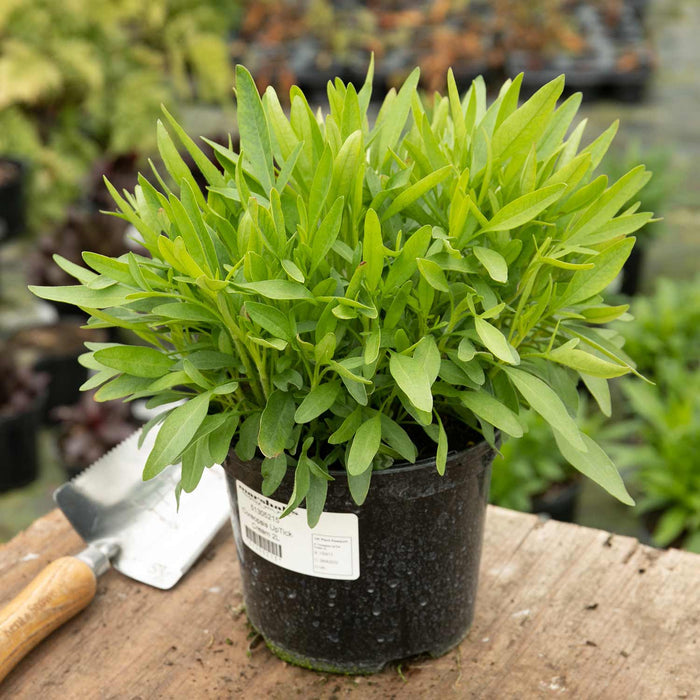 Coreopsis 'Uptick Cream'