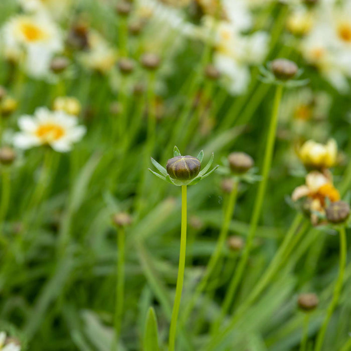 Coreopsis 'Uptick Cream'