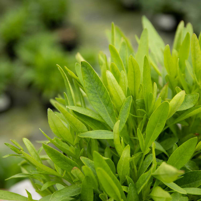 Coreopsis 'Uptick Cream'
