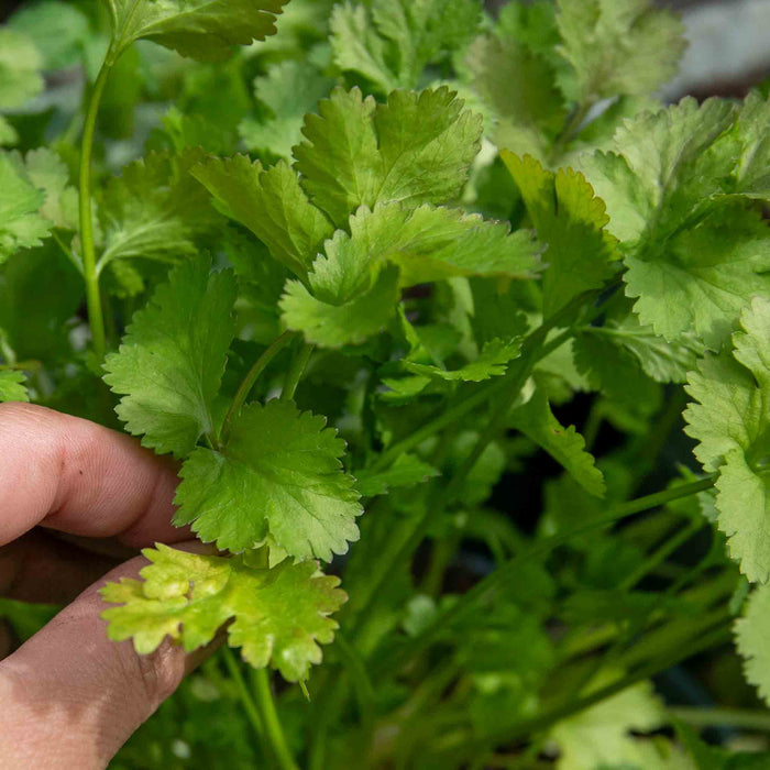 Coriander Plant