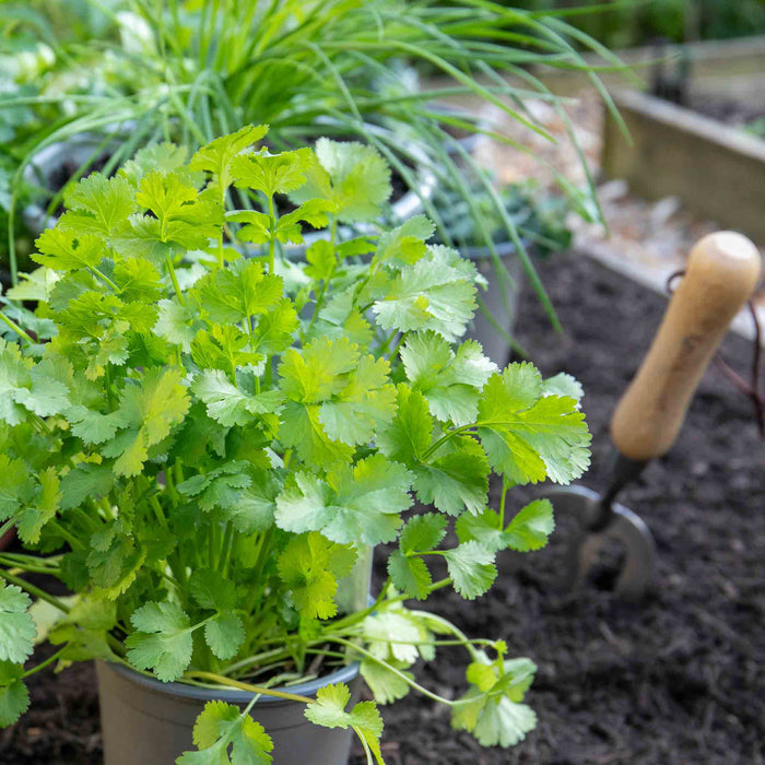 Coriander Plant